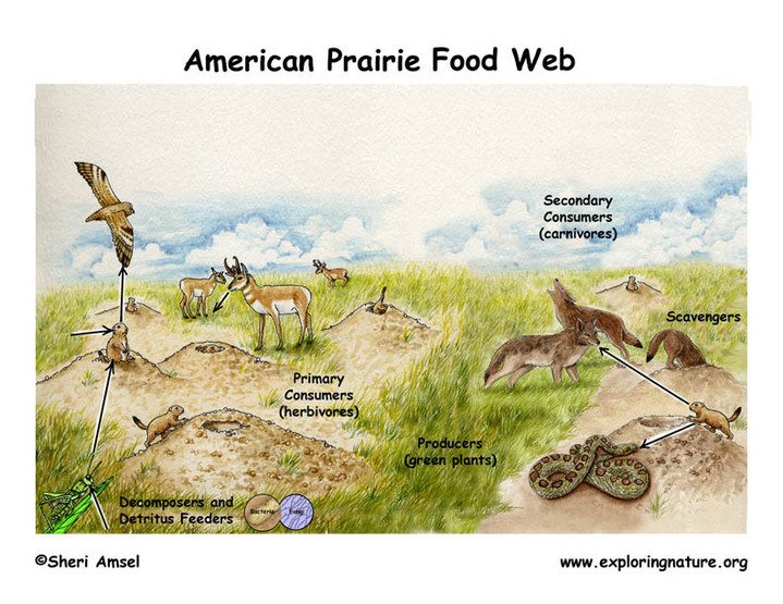 Image result for food chain prairie